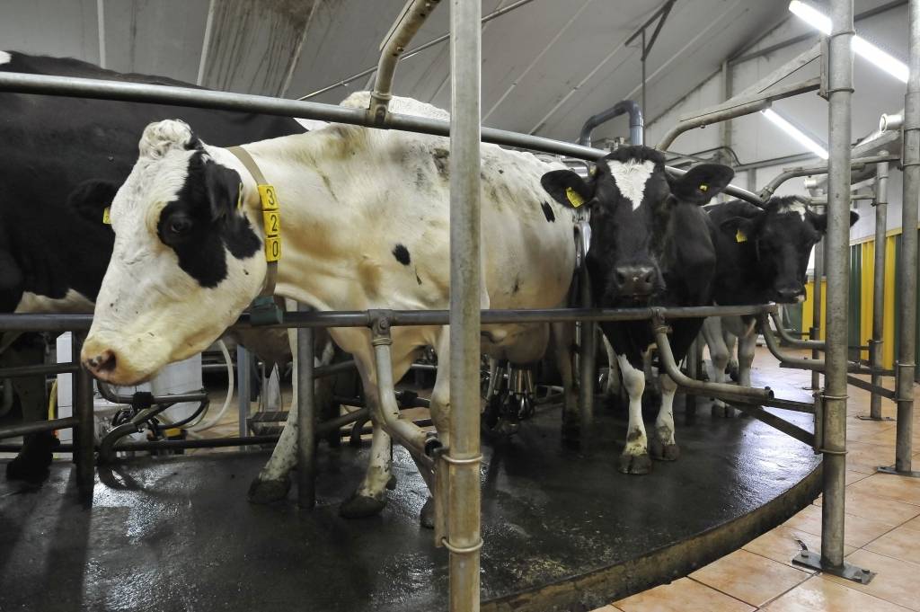Eksperti: Piena iepirkuma cena nesedz ražošanas pašizmaksu; aicina sākt taupīt