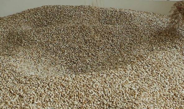 Agronoms: Laika apstākļi nav piemēroti ražas novākšanai