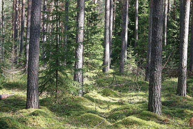 Vērgales pagasta mežā apmaldās sirmgalve