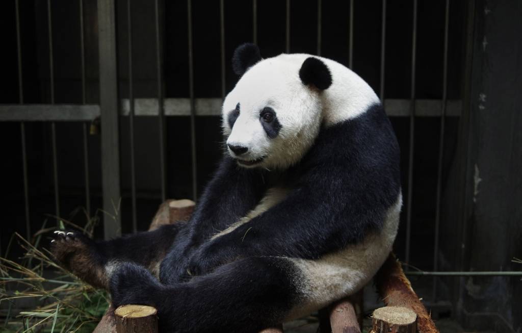 Apķērīga zoodārza panda notēlo grūtniecību, lai saņemtu labāku aprūpi