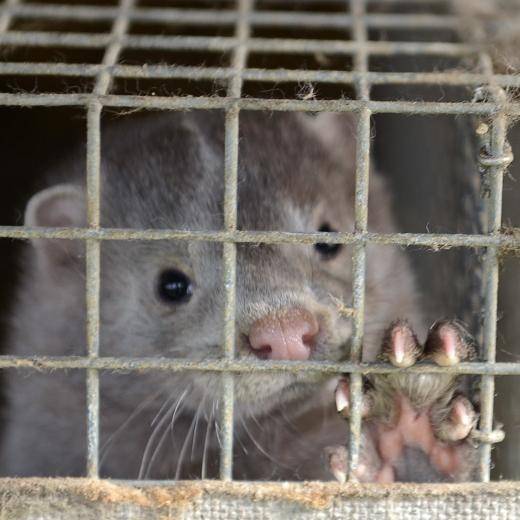 Kažokzvēru audzētāja "Grobiņa" pirmajā pusgadā piedzīvo apgrozījuma kritumu un zaudējumus