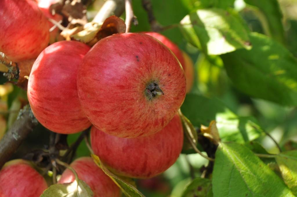 Durbē ar Ābolsvētkiem atzīmēs dārzkopja Klēvera jubileju