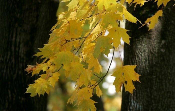 Pirmā astronomiskā rudens diena būs ar vētrainu vēju un zemu gaisa temperatūru