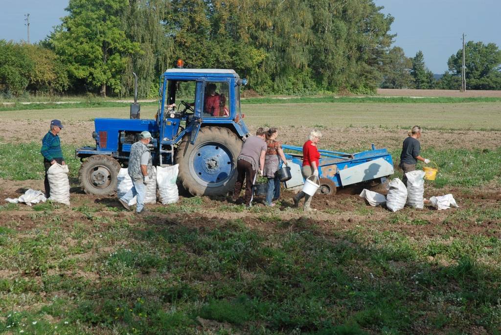 FOTO: Kartupeļu talka "Rokaižos"