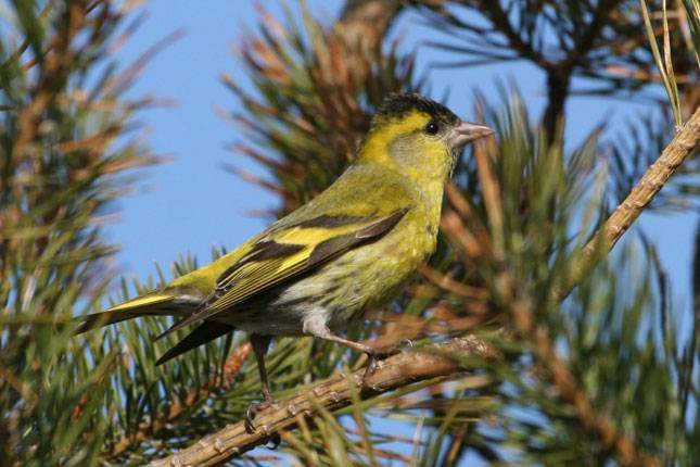 Arī Papē notiks Eiropas putnu vērošanas diena