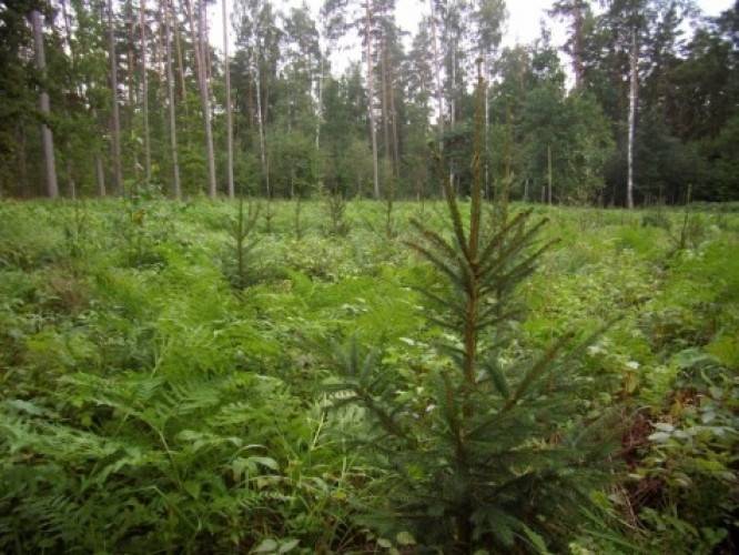 LAD izsludina pieteikšanos atbalstam jaunaudžu kopšanā par 1,045 miljoniem eiro