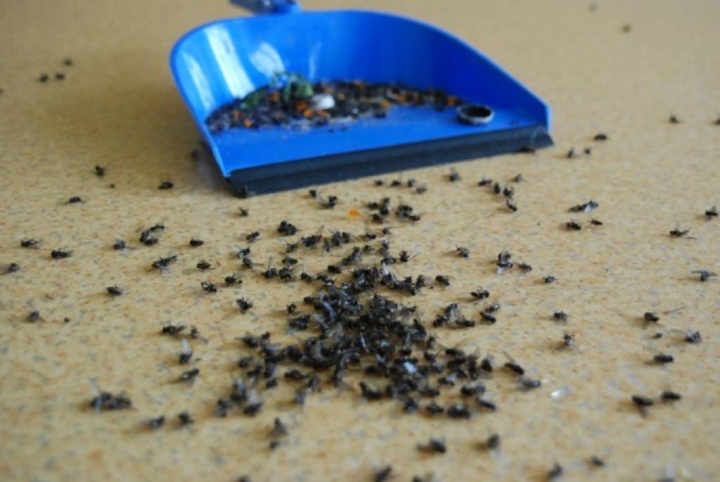 FOTO: Vērgales bērnudārzu pārņēmušas mušas