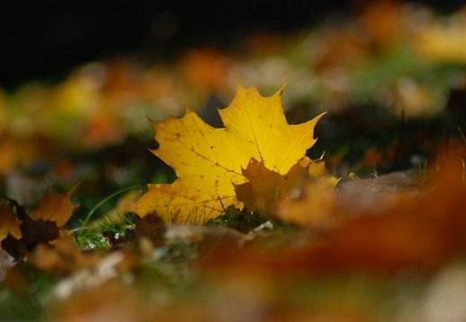 Arī nākamnedēļ nokrišņi nav gaidāmi, pastiprināsies vējš