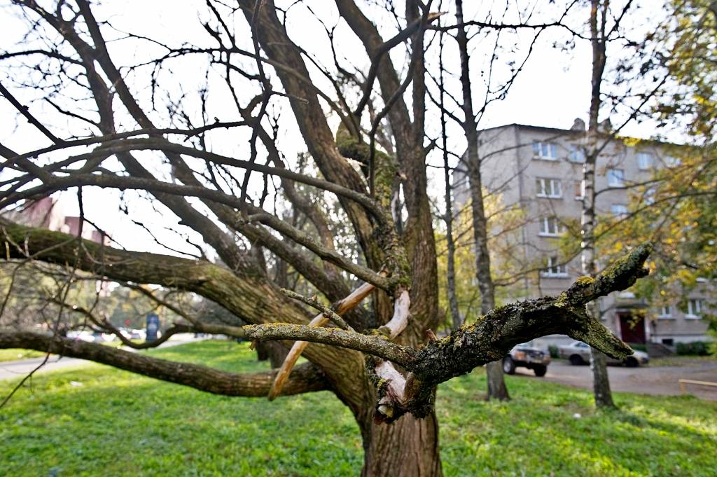 Cirvja ēna apdraud kokus pilsētās