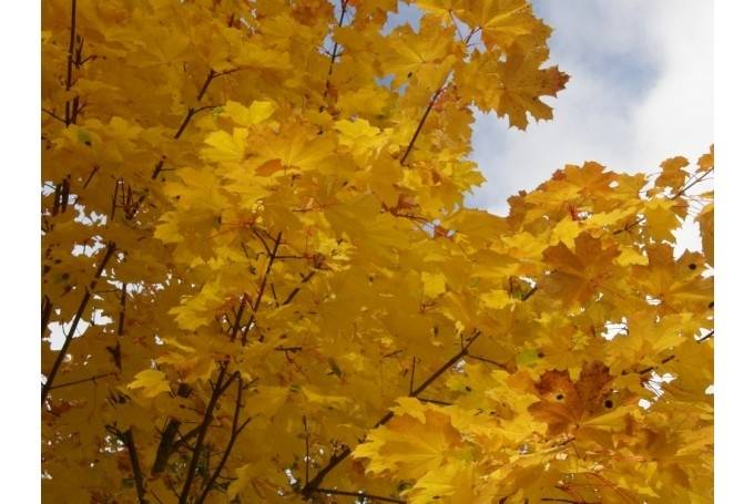Mākslas un rudens krāsu pilnas brīvdienas Liepājā