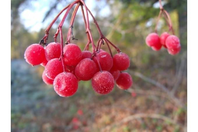 Pretēji sinoptiķiem, dabas zīmju vērotājs Bukšs novembri prognozē aukstāku