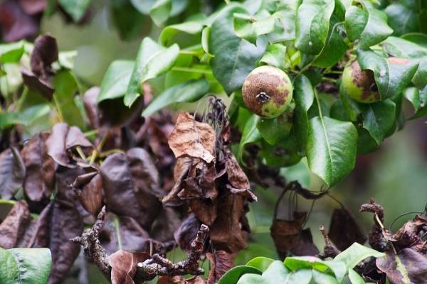 Grobiņas novadā saņems kompensāciju par bakteriālās iedegas radītajiem zaudējumiem