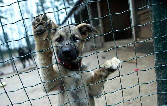 Pie Liepājas dzīvnieku patversmes ierīkos suņu pastaigu laukumu