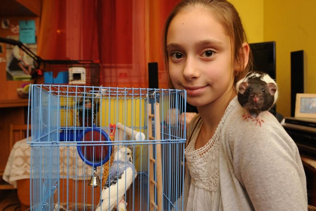 Mācība papagaiļa dzīvības cenā: Nelaist to kopā žurku