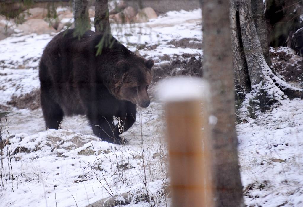 Lāča Bargā iepriekšējais saimnieks: Es par lāci cīnīšos