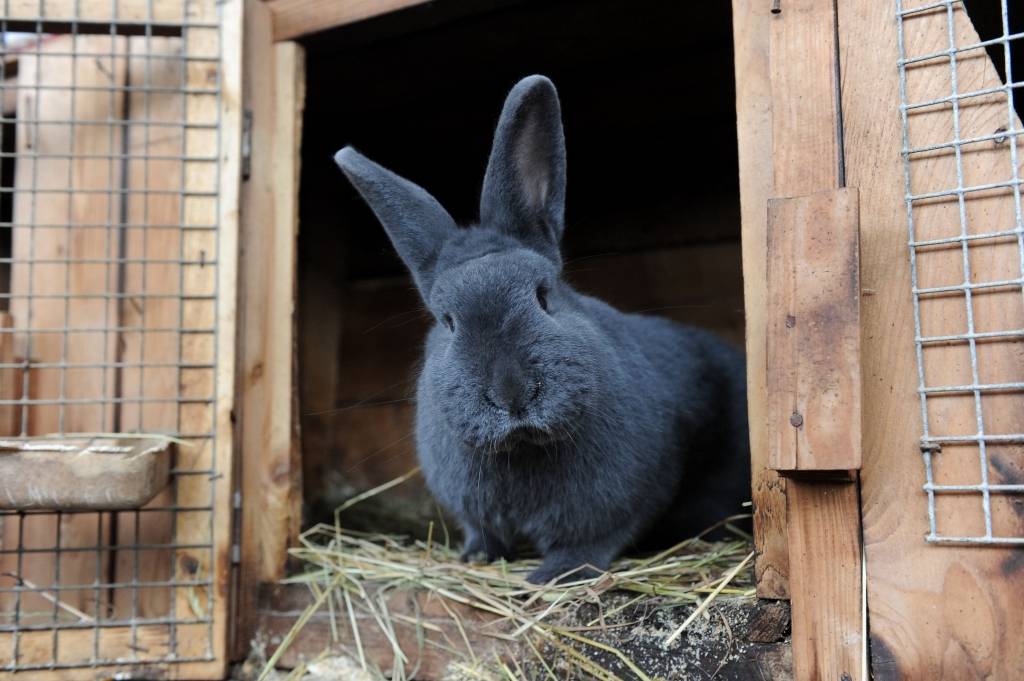 Uz pusdienu šķīvja – trusis 
