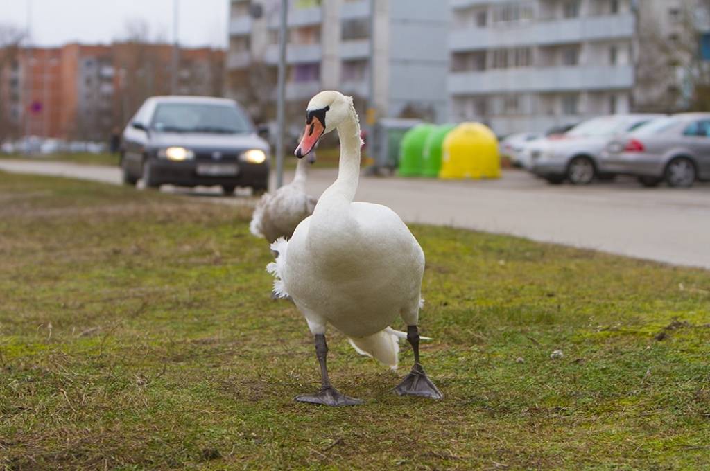 FOTO: Vētra piepilda Liepāju ar ūdeni un gulbjiem