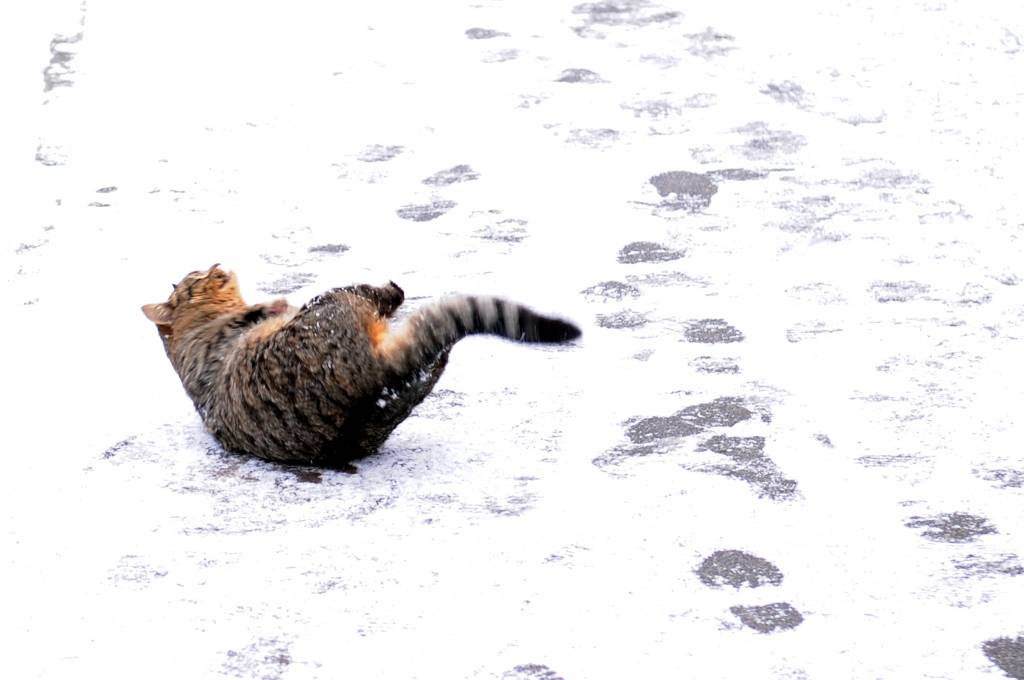 Iereibis vīrietis, glābjot kaķi, izkrīt no piektā stāva balkona