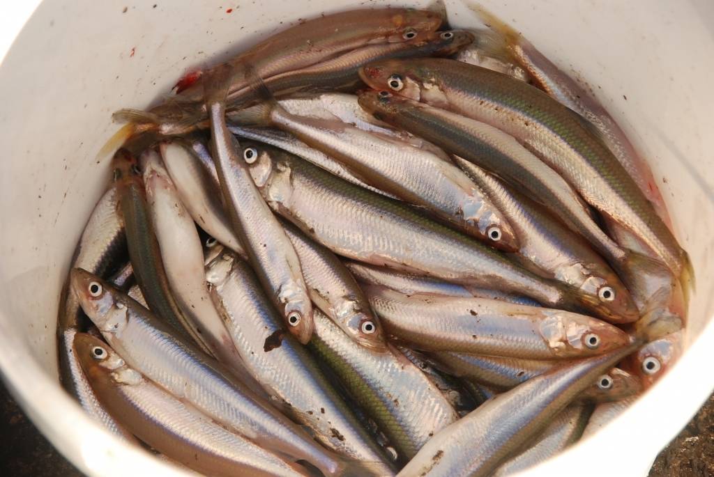 Liepāju uzņems Stinšu ordenī