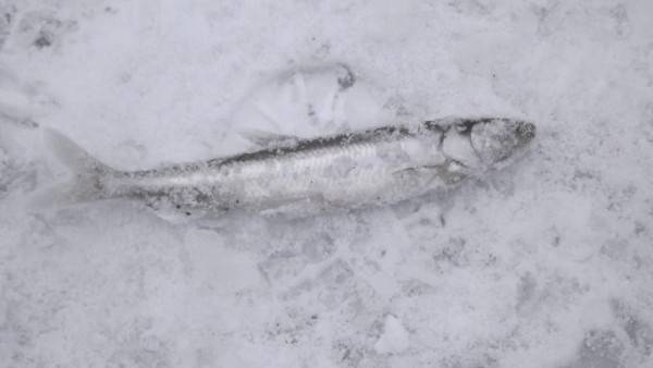 "Sofijas Laivas" aicina uz Stinšu svētkiem