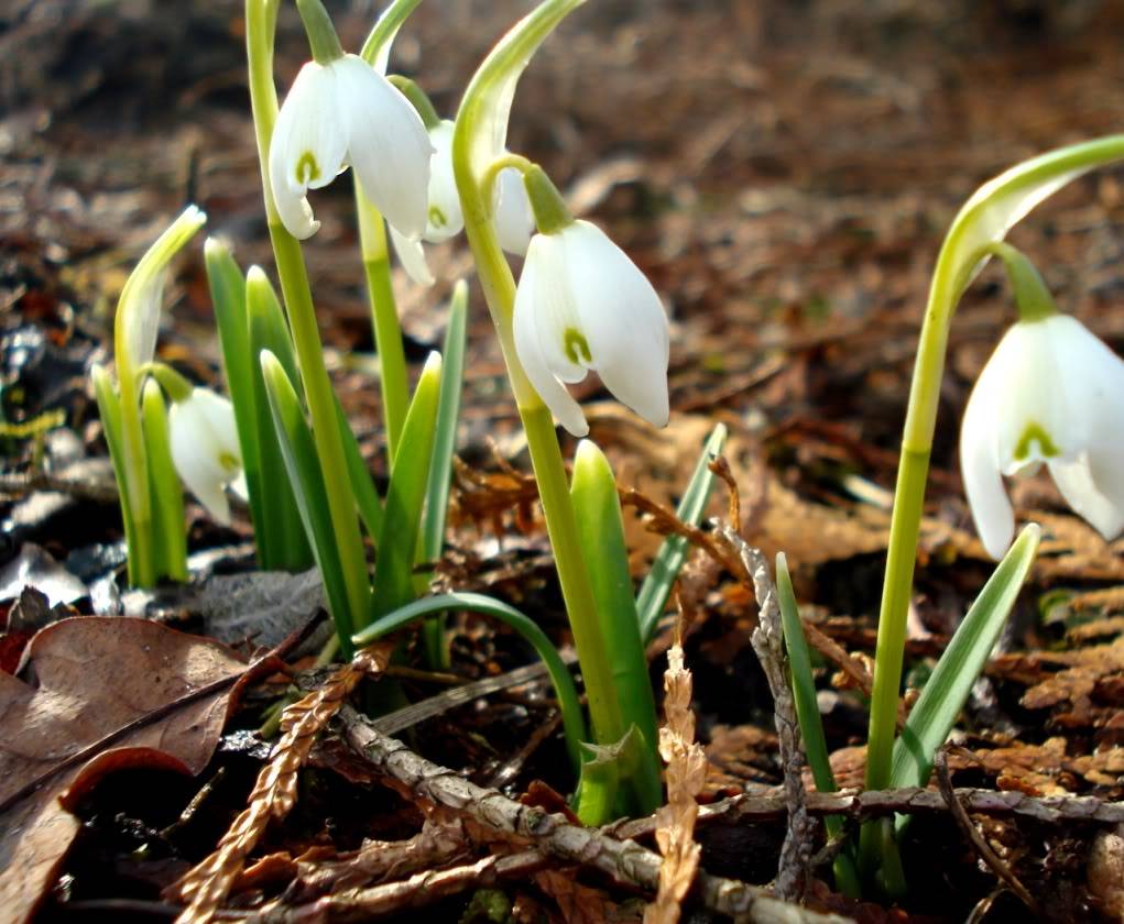 Šodien Latvijā gaiss iesils līdz plus 7 grādiem