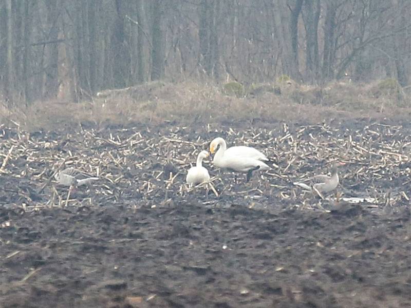 Arī Nīcas apkaimē manīti agri atlidojušie pavasara gājputni