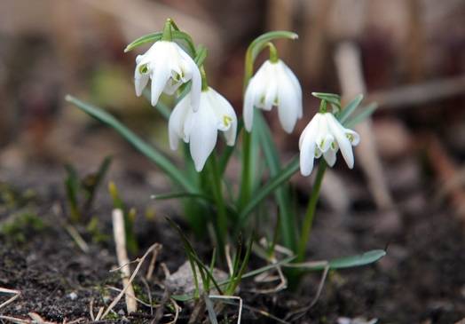 Martā stabils sals vairs nav gaidāms, bet arī pavasaris vēl strauji nesāksies