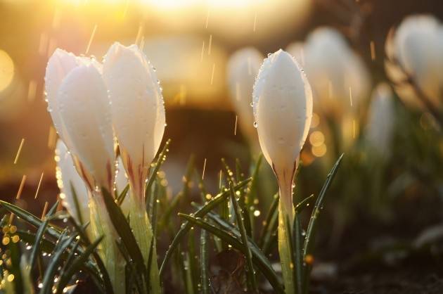 Nākamās nedēļas sākumā spīdēs saule, bet izskaņā gaidāmi nokrišņi