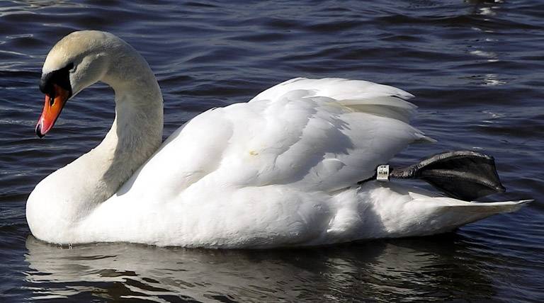 Dzērumā nogalina gulbi