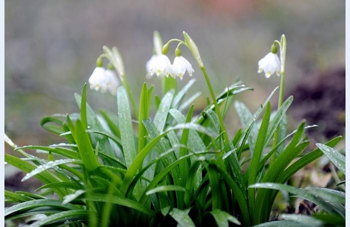 Nākamās nedēļas sākumā atkal būs pavasarīgi silts, bet izskaņā gaidāms cīruļputenis