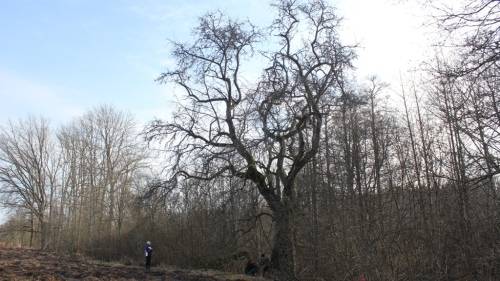 Lielākā mežābele atrodas Skrundas novadā