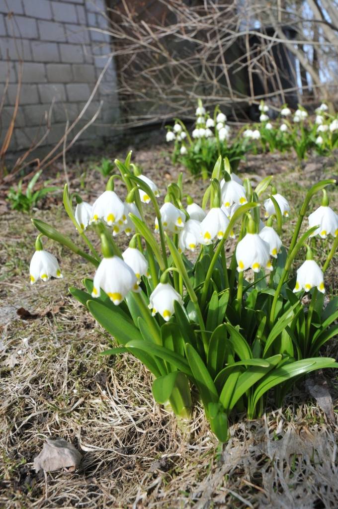 Latvijā šodien pārspēti vairāki siltuma rekordi; arī Liepāja starp rekordistēm