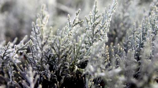 Brīvdienās  būs gan sals, gan brīžiem snigs