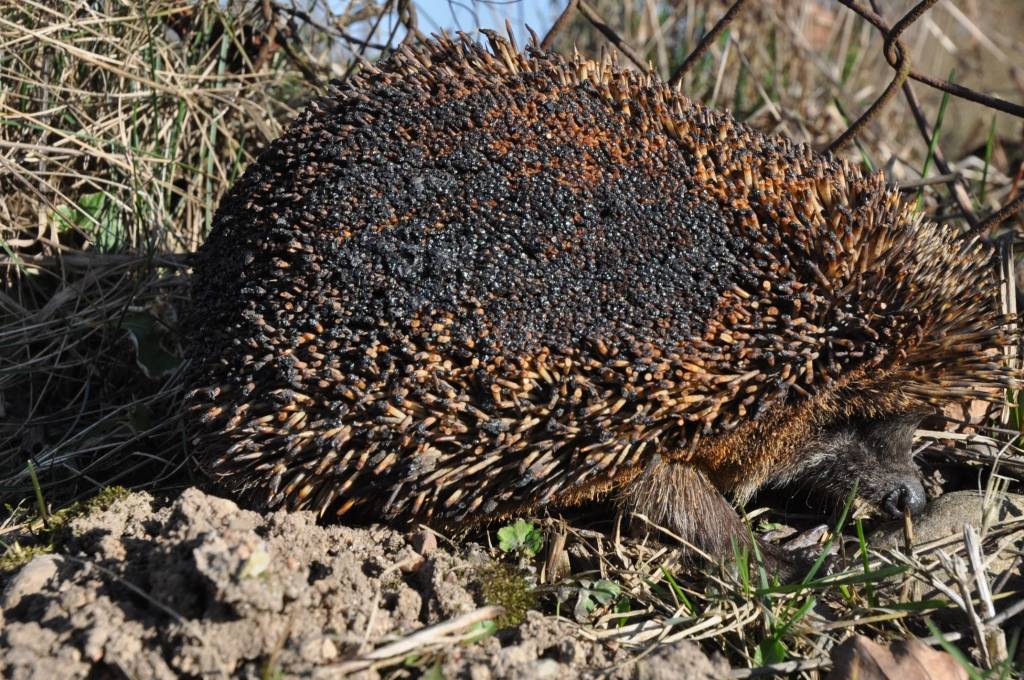 Iedzīvotāji neņem vērā brīdinājumus un turpina dedzināt pērno zāli