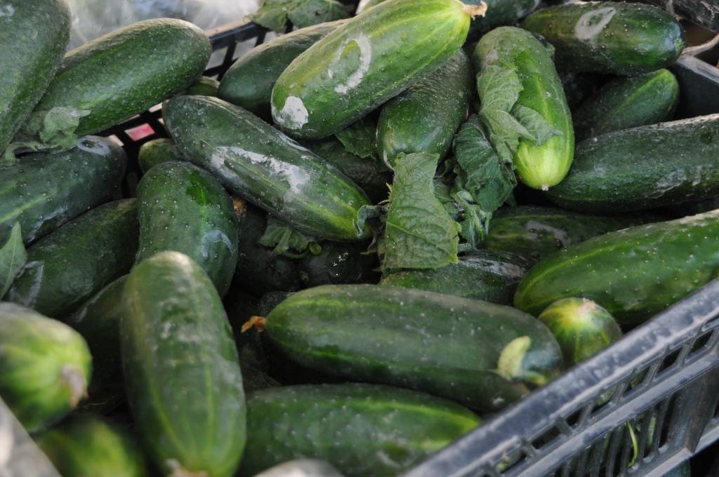 Poļu gurķi zaudē pelēko nokrāsu un beidzot konkurē godīgi