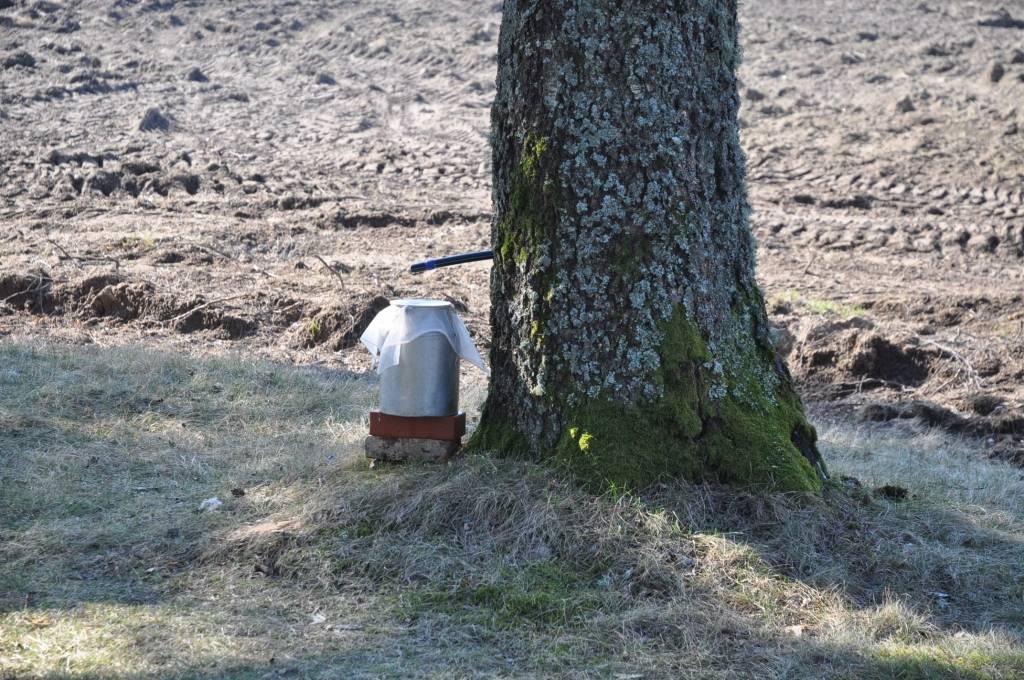 Sulas tek agrāk, cena pārspēj pienu