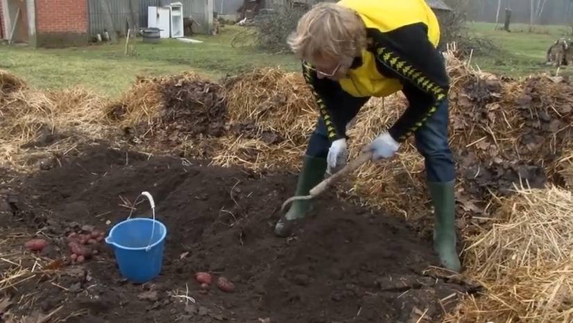 Priekulē agronoms eksperimentā pierāda – jau tagad var iegūt pirmo kartupeļu ražu