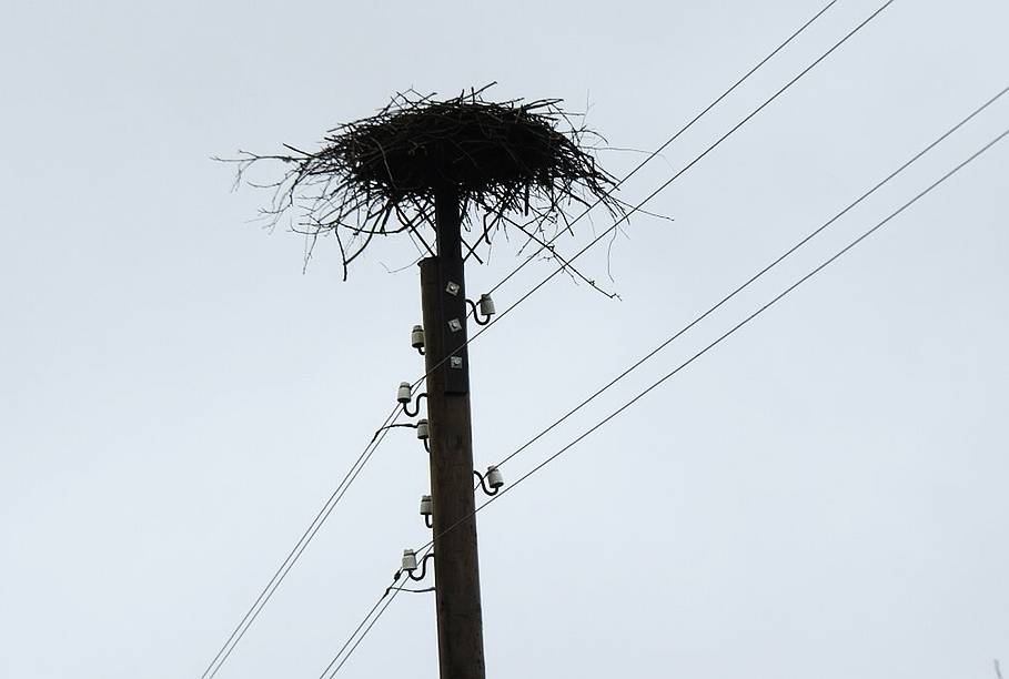 Uz elektrības stabiem pieaug stārķu ligzdu skaits