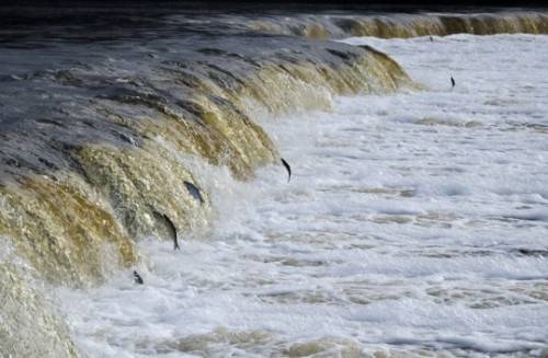 Gatavojoties palu šovam "Lido zivis Kuldīgā", aicina izmēģināt spēkus virtuālā zivju ķeršanā