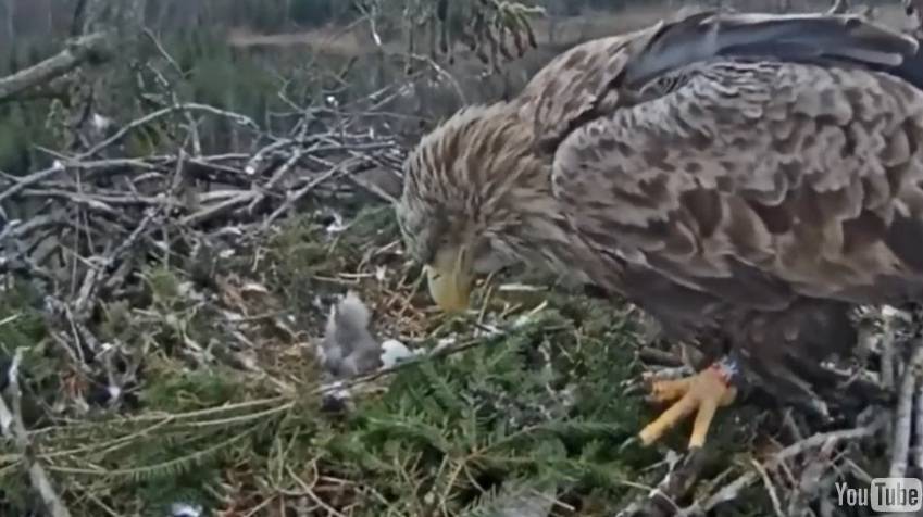 Jūras ērgļu ligzdā izšķīlies mazulis