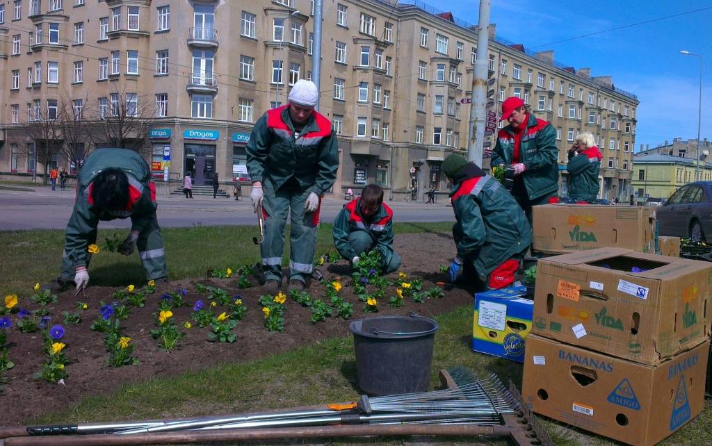 Sākta puķu dobju un citu apstādījumu kopšana