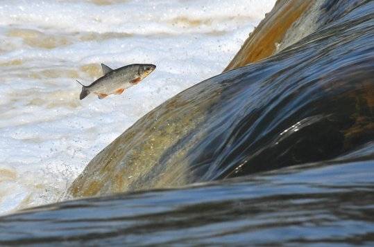 Ar palu šovu "Lido zivis Kuldīgā" atklās jauno tūrisma sezonu