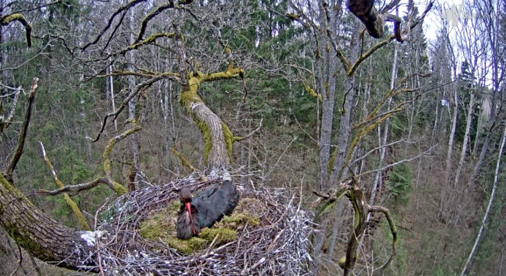 Tiešraidē redzamā melnā stārķa ligzdai uzklupis ērglis un sabojājis perējumu
