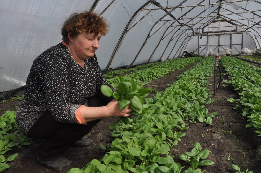 Vietējie spināti ienākušies; ar Spinātu balli sāks tūrisma sezonu Liepājā