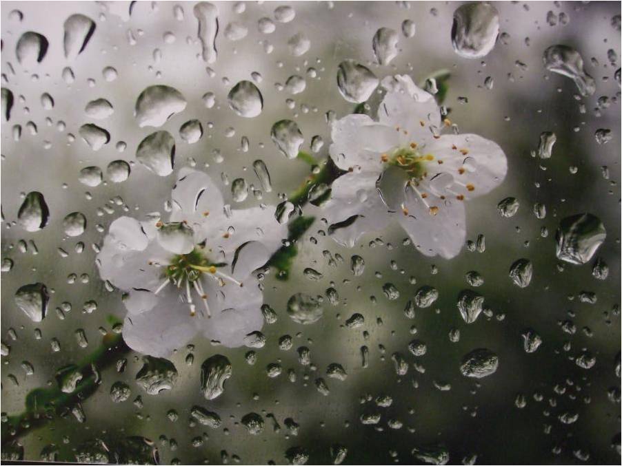 Latviju šķērso līdz šim spēcīgākā lietus zona šogad