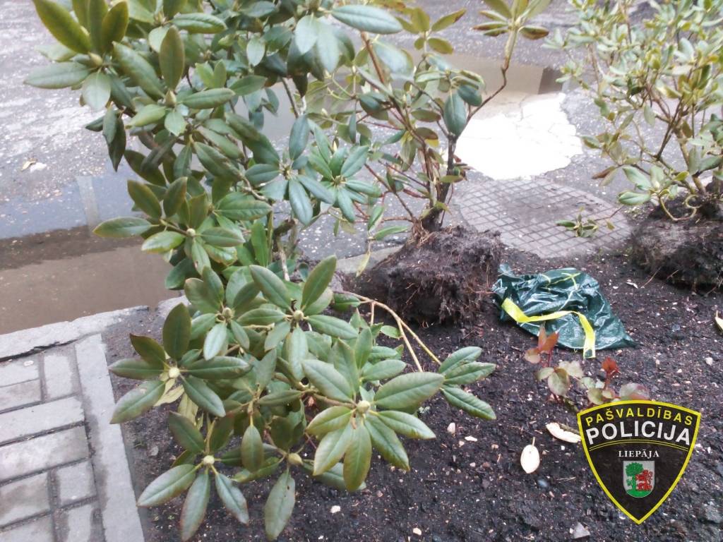 Piedzēries vīrietis posta rododendrus