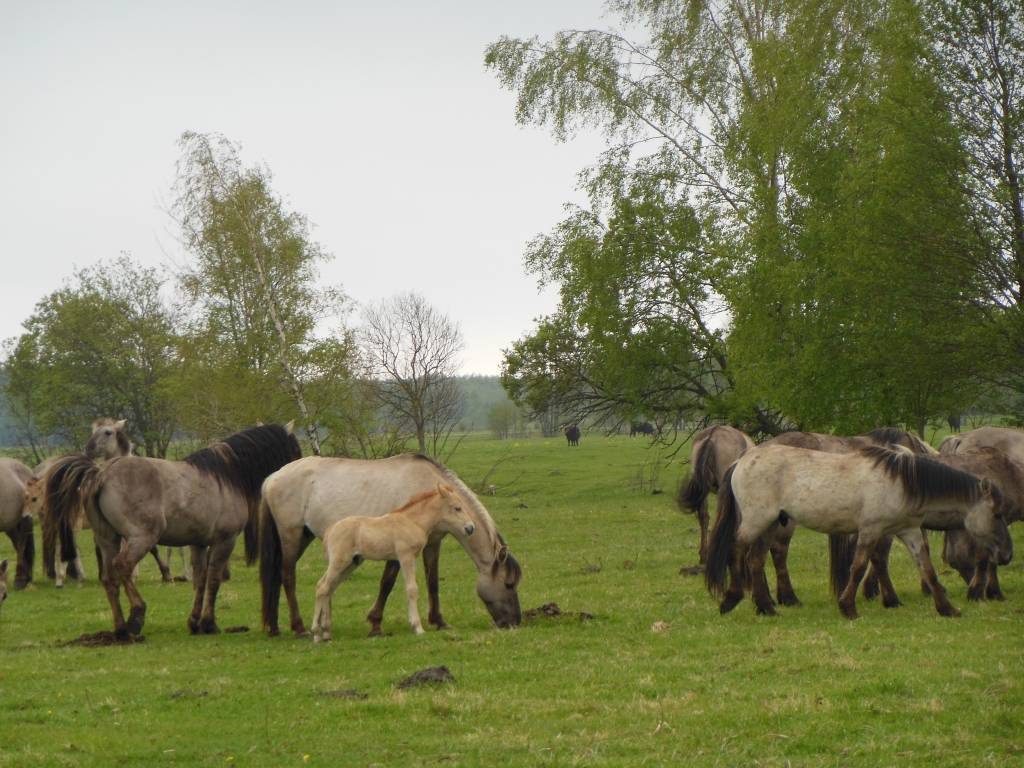 Aicina pārgājienā apkārt Papes ezeram