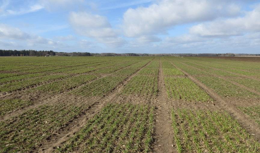 Zaļināšanas prasības apgrūtina mazos zemniekus; pupu laukus apdraud zosis