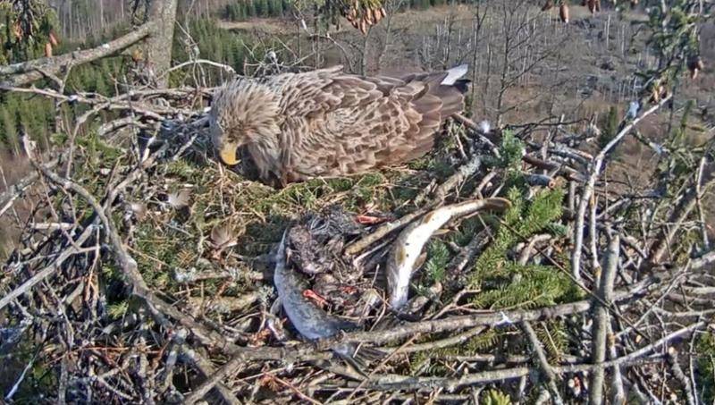 Jūras ērglis Durberts sasniedz trīs nedēļu vecumu, melno stārķu ligzdā gaida brīnumu