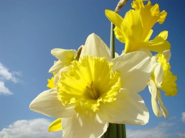 Brīvdienās gaiss iesils līdz plus 17, plus 19 grādiem